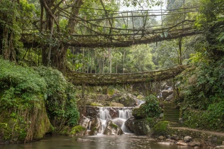 Living root bridges of Meghalaya